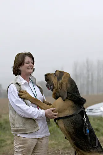 Bloodhounds are a large breed of dog