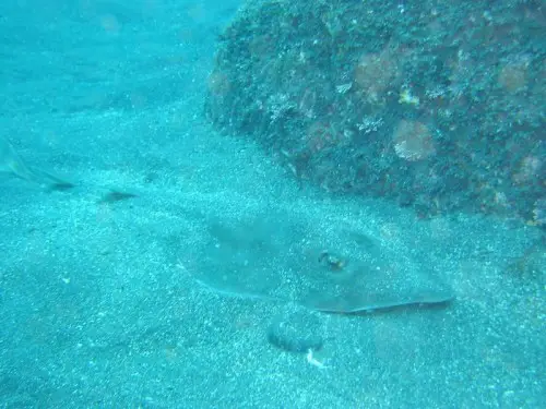 Can you spot the ringstraked guitarfish?