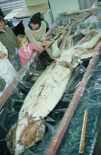 Giant squid recovered in Bonavista North, Newfoundland, Canada sometime in the 1980s. It is being dissected at Memorial University of Newfoundland.