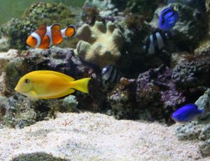 Yellow tang with a clownfish tankmate