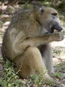 A baboon eating