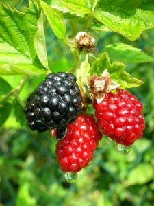 818946 blackberries Blackberry