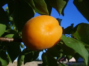 913550 young apricot Apricot
