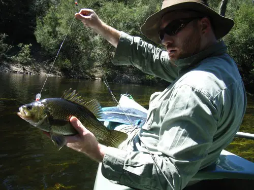A magnificent wild Australian bass, caught during a canoe trip on a coastal river in New South Wales, Australia. This Australian bass was caught on a lure equipped with barbless hooks and was carefully released after the photo
