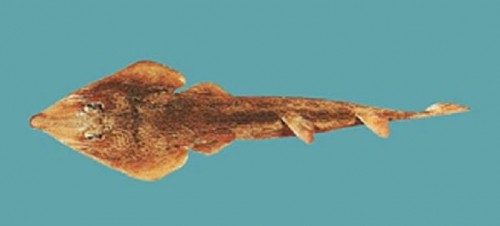 Rhinobatos hynnicephalus 0 e1283351245147 Ringstraked Guitarfish