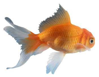Goldfish can be trained