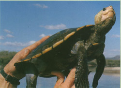 irwins turtle 250 Irwins Turtle