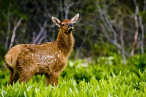 An elk in the meadow