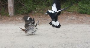 A magpie and a kookaburra fighting