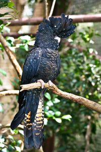 Black cockatoos are rare to find in captivity
