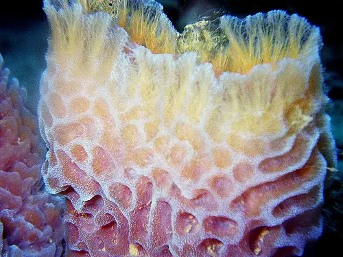 A colourful sponge