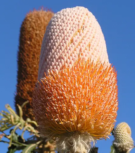 2471819049 42fdbfbd8c Acorn Banksia