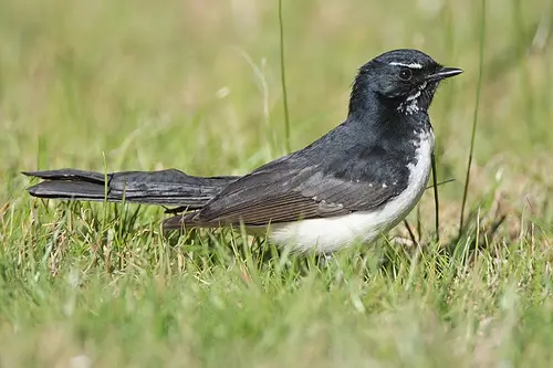 2760631357 8998b8e842 Willie Wagtail