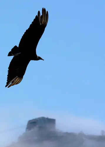 The Black Vulture in flight