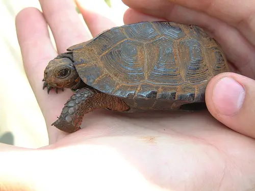 The bog turtle is the smallest turtle in North Ameica