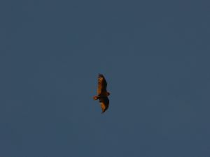 357550 california condor soaring California Condor