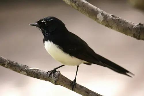 The Willie Wagtail is found in Australasia