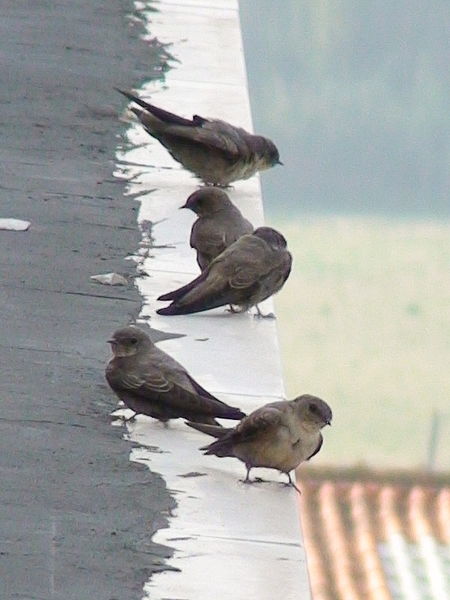 Eurasian Carg Martins sitting on the rooftop in Portugal