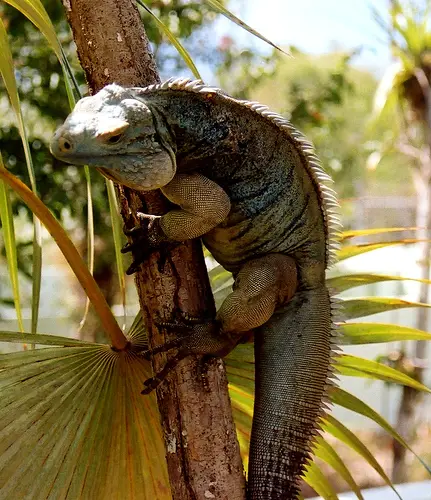 Blue Iguana climbing a tree
