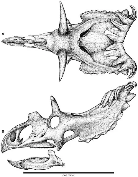 Skull reconstruction of Kosmoceratops richardsoni n. gen. et n. sp. In dorsal (A) and lateral (B) views.