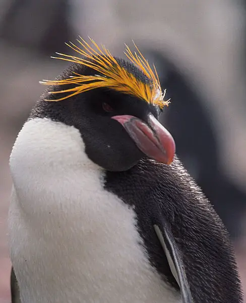 A Macaroni Penguin with its famous yellow crest