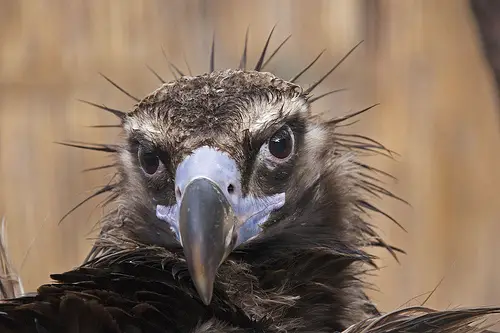 A Cinereous Vulture with a funky hair do in the Ukraine