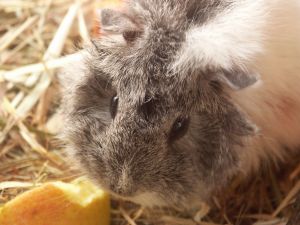 The Guinea Pig is originall from the Andean region