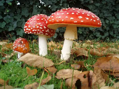 This mushroom is known to be potentially poisonous