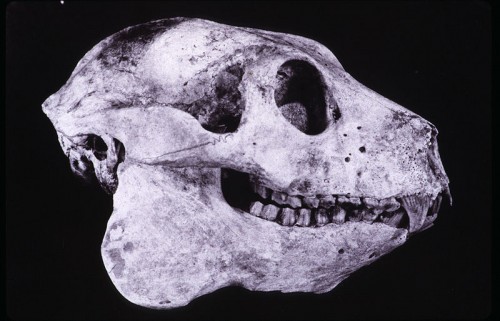 Skull of a Babakotia