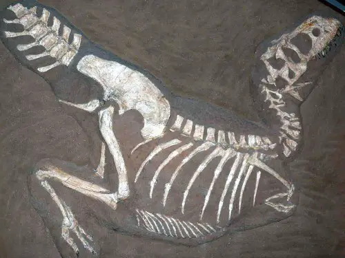 Complete Tarbosaurus skeleton