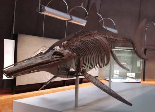 800px Temnodontosaurus trigonodon mounted skeleton e1286086380275 Icthyosaurs