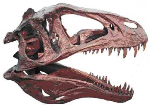 An Acrocanthosaurus' skull