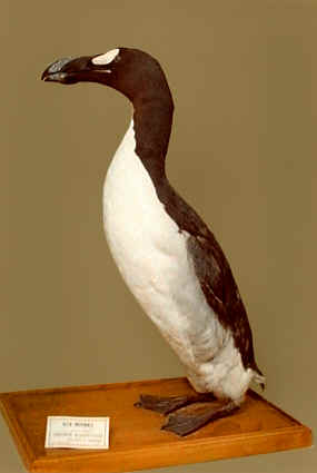 A stuffed Great Auk from the Royal Belgian Institute of Natural Sciences (KBIN), Belgium