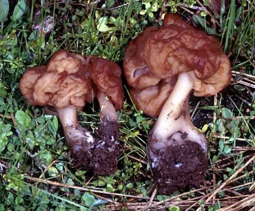 This fungi is a delicacy in some parts of Europe and America