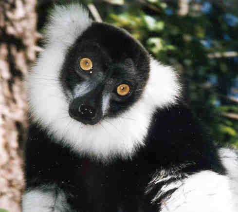 bwlemur Ruffed Lemur