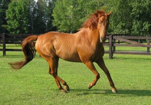 A Thoroughbred canters