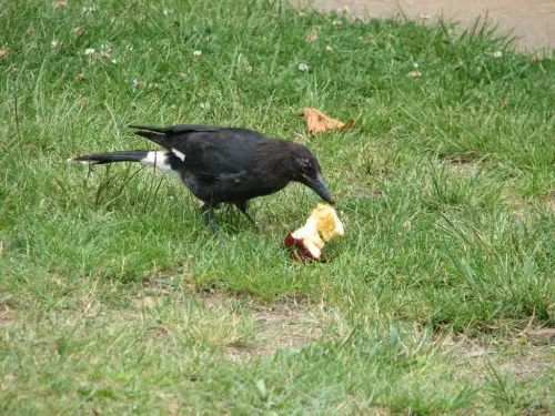 Pied currawong eating an apple