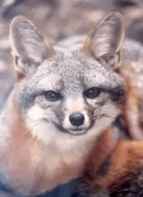 The Island Fox is found only at the Channel Islands