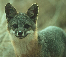 The Island Fox is slightly smaller than a cat!