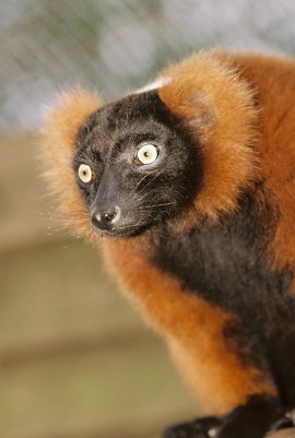 A keen looking Red Ruffed Lemur