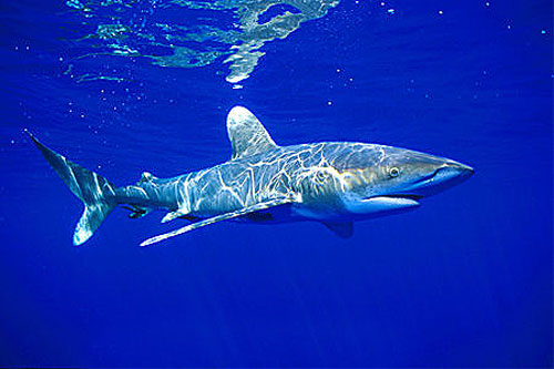 The Oceanic white tip shark is deadly