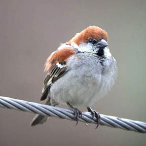 sparrow russet 01 Russett Sparrow
