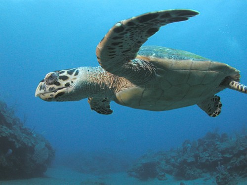 The Hawksbill Turtle in the Netherlands Antilles