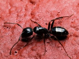A black ant