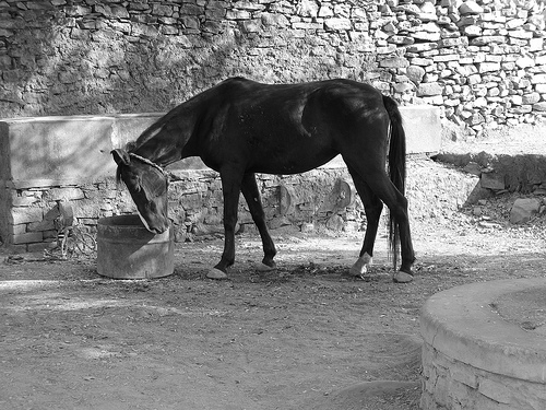 A horse by the castle wall