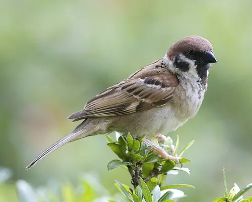 2374267232 a51be24e55 Eurasian Tree Sparrow