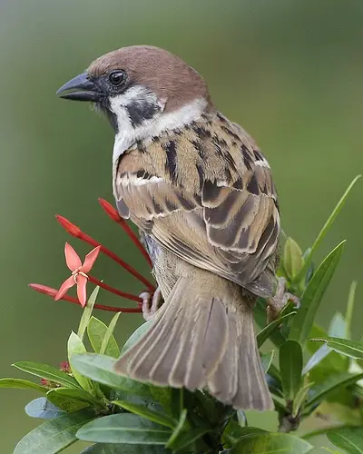 2374268038 64989c5308 Eurasian Tree Sparrow