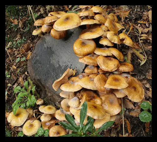 2973862943 eb47db75ab Australian honey fungus
