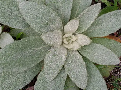 The rosette of the Great Mullein