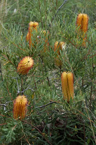 This is a popular Banksia